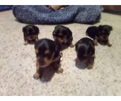 AKC Yorkie puppies for adoption