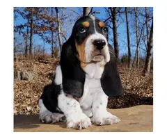 Akc basset hound puppies available