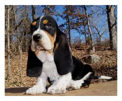 Akc basset hound puppies available - 2