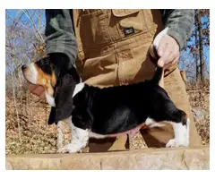 Akc basset hound puppies available - 3
