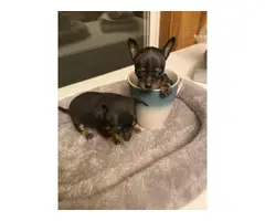 Two male chihuahua teacup puppies