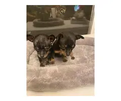 Two male chihuahua teacup puppies - 2