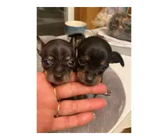 Two male chihuahua teacup puppies - 3