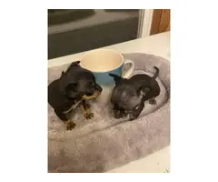 Two male chihuahua teacup puppies - 4