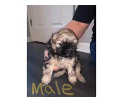 Female or Male puppy available