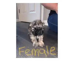 Female or Male puppy available - 2