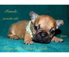 AKC registered Fawn French Bulldog puppies