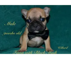 AKC registered Fawn French Bulldog puppies
