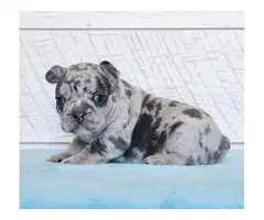 Most beautiful french bulldog puppies
