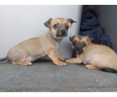 4 Chorkie puppies looking for homes