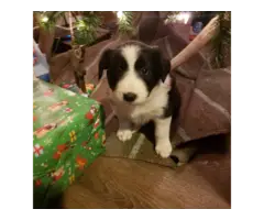 Christmas Border Collie Puppies