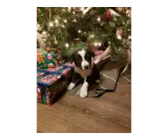 Christmas Border Collie Puppies - 3