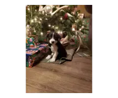 Christmas Border Collie Puppies - 4