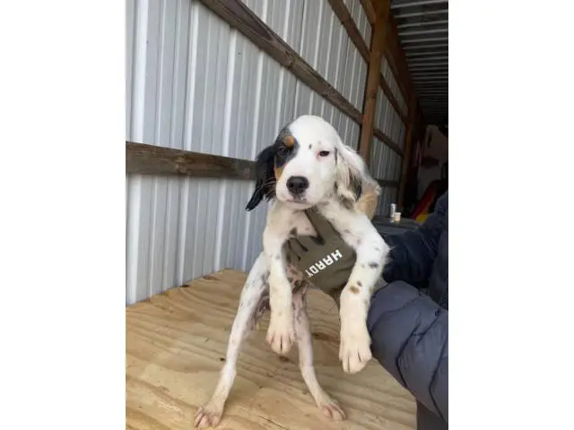 13 weeks old English setter puppies - 1/5