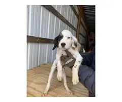 13 weeks old English setter puppies - 1