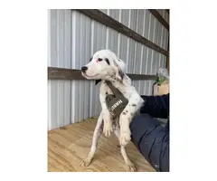 13 weeks old English setter puppies - 3