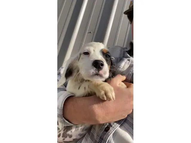 13 weeks old English setter puppies - 5/5