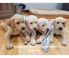 Cinnamon and white Lab puppies