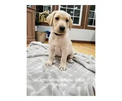 Cinnamon and white Lab puppies - 2