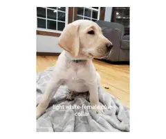 Cinnamon and white Lab puppies - 3