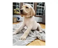 Cinnamon and white Lab puppies - 5