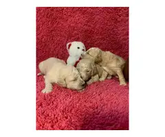 8 Standard Poodle Puppies for Sale - 2