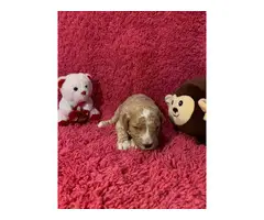8 Standard Poodle Puppies for Sale - 3