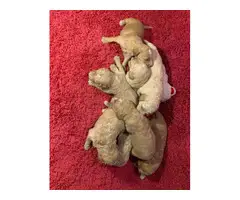 8 Standard Poodle Puppies for Sale - 5