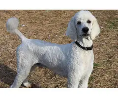 8 Standard Poodle Puppies for Sale - 7