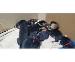 Rottweiler puppies