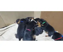 Rottweiler puppies - 2