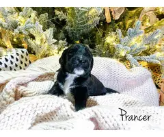 Black and gold Goldendoodle puppies for sale