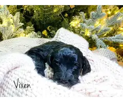 Black and gold Goldendoodle puppies for sale - 3