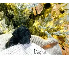 Black and gold Goldendoodle puppies for sale - 4