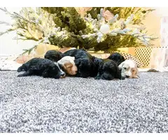 Black and gold Goldendoodle puppies for sale - 5