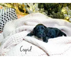 Black and gold Goldendoodle puppies for sale - 6
