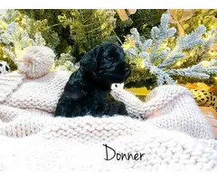Black and gold Goldendoodle puppies for sale - 7