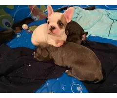 Frenchton puppies looking for a good home