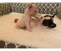 Frenchton puppies looking for a good home - 3