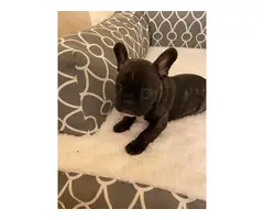 Frenchton puppies looking for a good home - 6