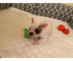 Frenchton puppies looking for a good home - 7