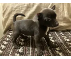 2 Chiweenie puppies for adoption - 4