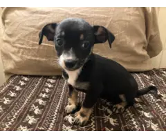 2 Chiweenie puppies for adoption - 5
