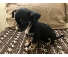 2 Chiweenie puppies for adoption - 8