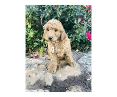 2 AKC Goldendoodle puppies available