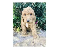 2 AKC Goldendoodle puppies available - 2