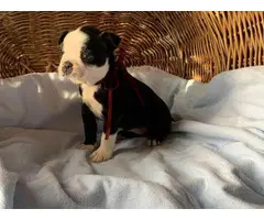 4 Purebred Boston Terrier puppies looking for their forever homes