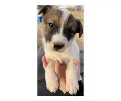 6 Heeler puppies looking for a good home