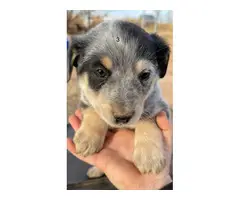 6 Heeler puppies looking for a good home