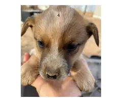 6 Heeler puppies looking for a good home
